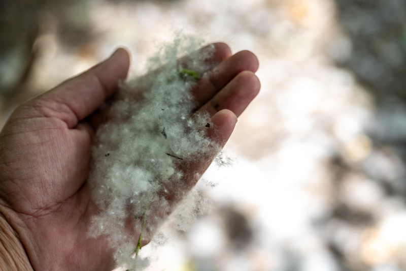 3 Tips to Improve Indoor Air Quality at Your Business in 2025. Fluffy wooly cottons holding in hand closeup.